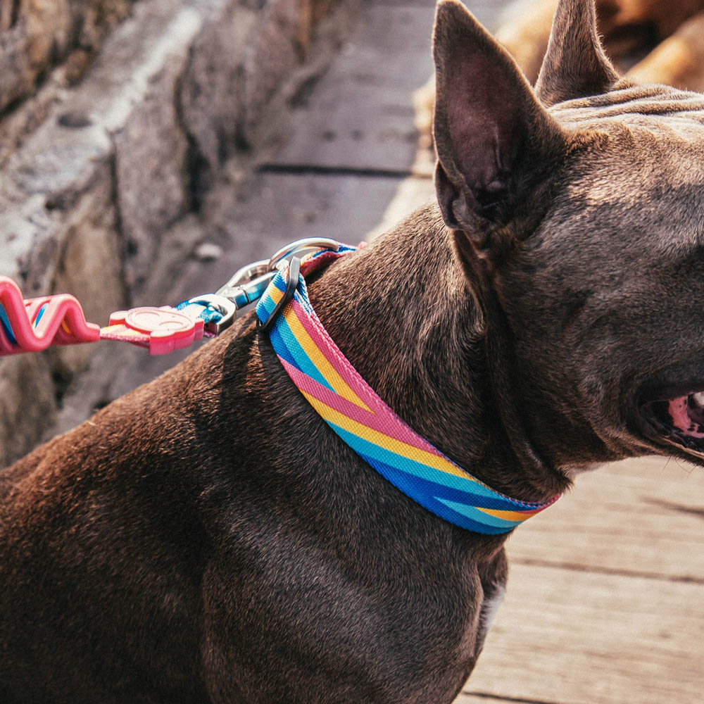 BOWIE COLLAR ボウイ カラー