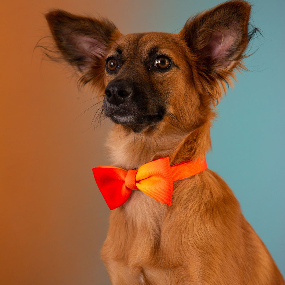 CITRUS BOW TIE シトラス ボウタイ