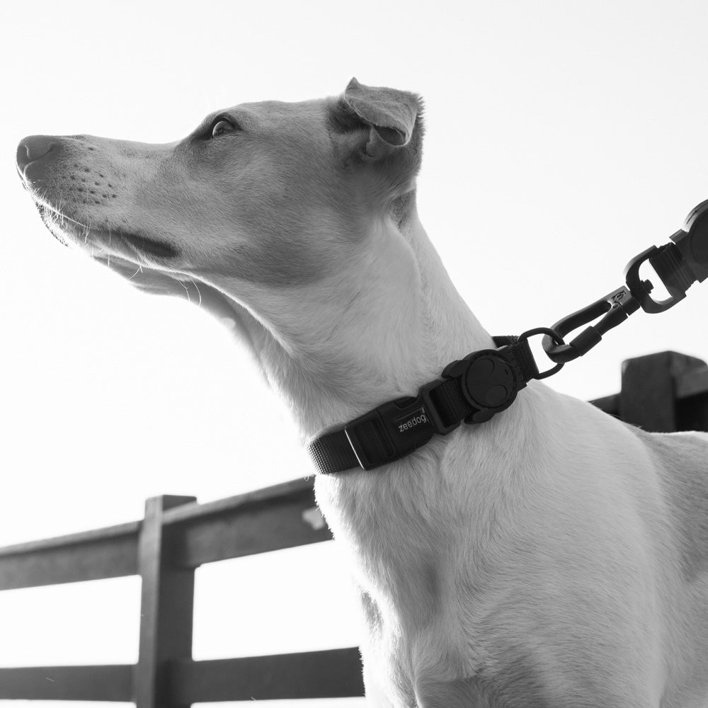 GOTHAM COLLAR ゴッサム カラー