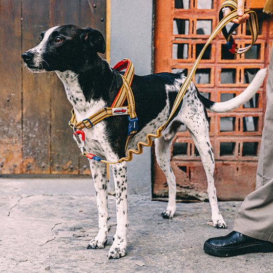 MISFIT SOFTER WALK HARNESS ミスフィット ソフターウォークハーネス