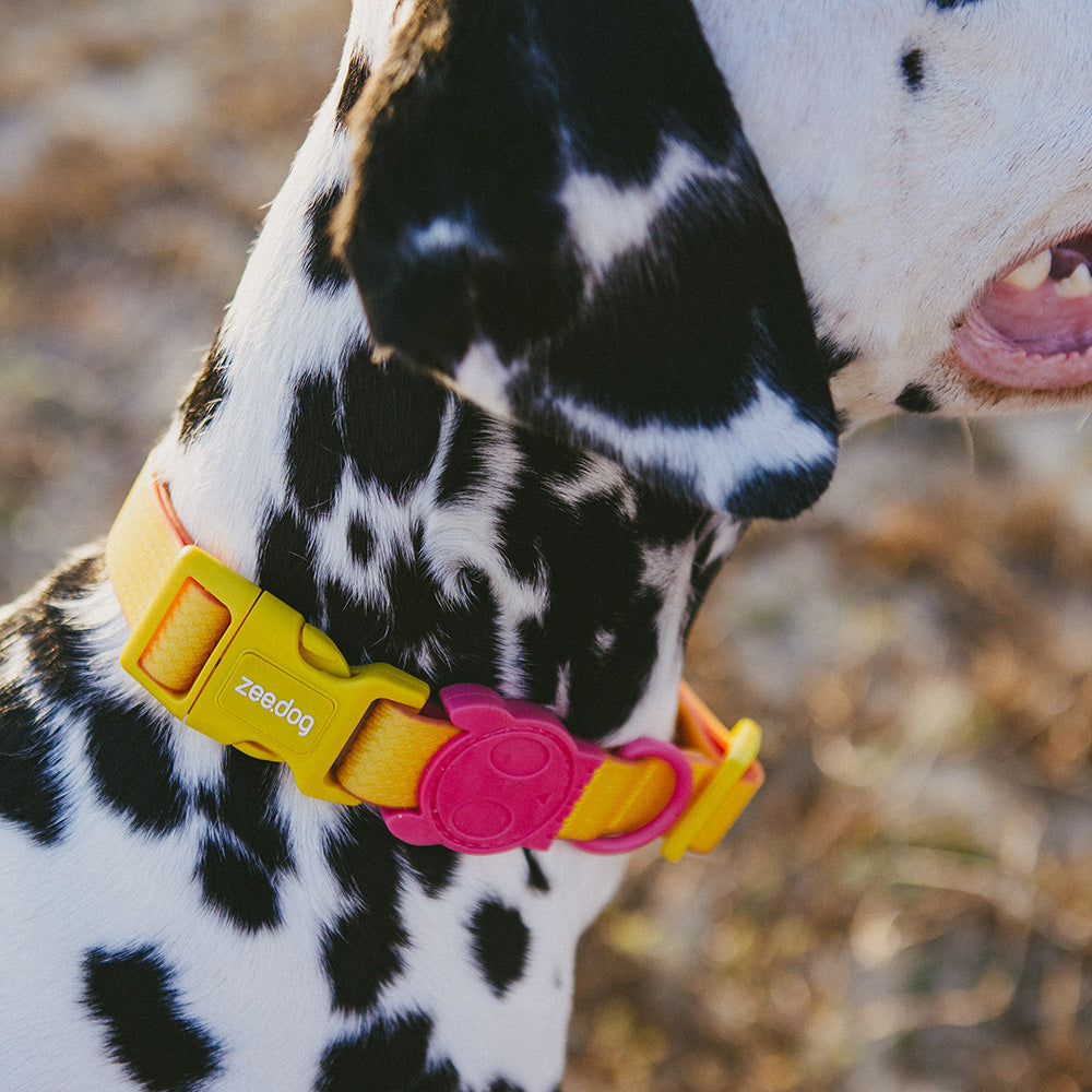 NEOPRO 2.0 LYRA COLLAR ネオプロ ライラ カラー