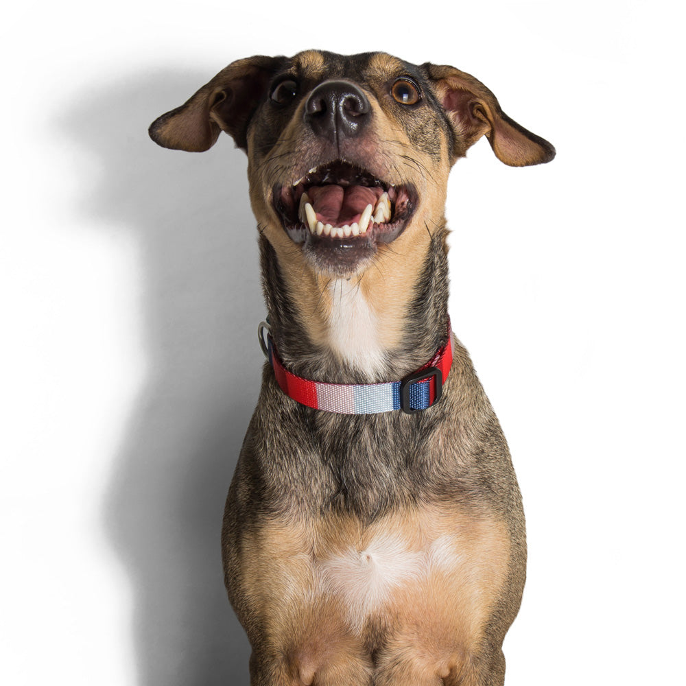 OREGON COLLAR オレゴン カラー