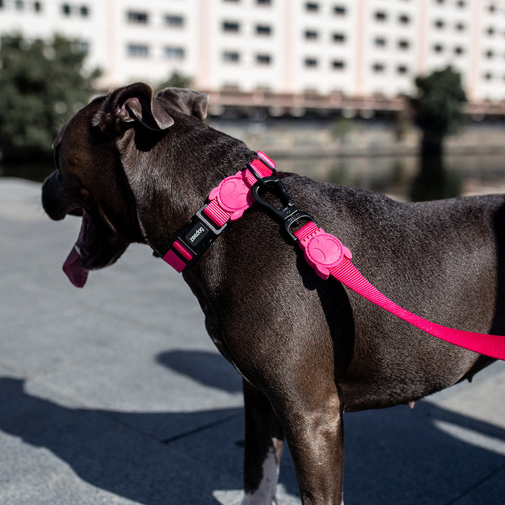 PINK LED COLLAR ピンクLED カラー