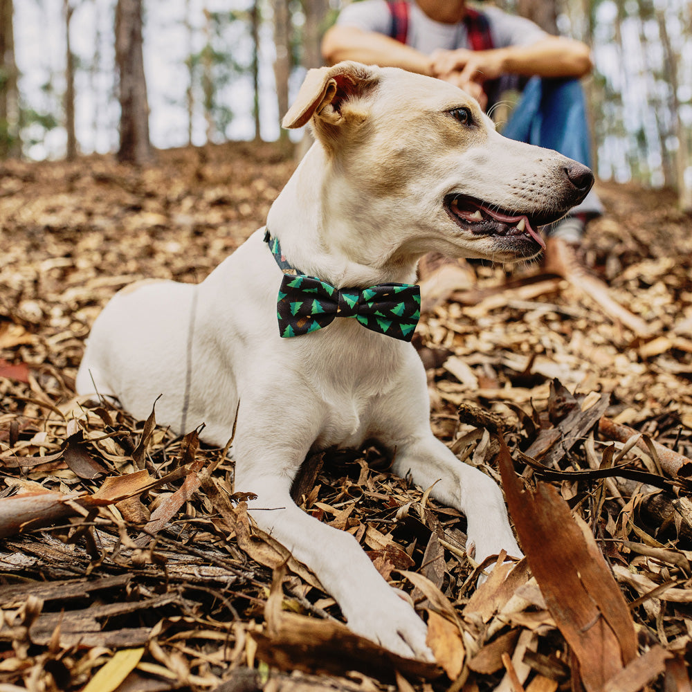 WOODS BOW TIE ウッズ ボウタイ