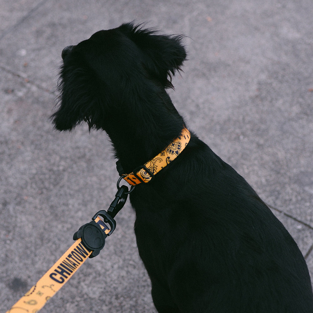 CTM YELLOW COLLAR チャイナタウンマーケット イエロー カラー
