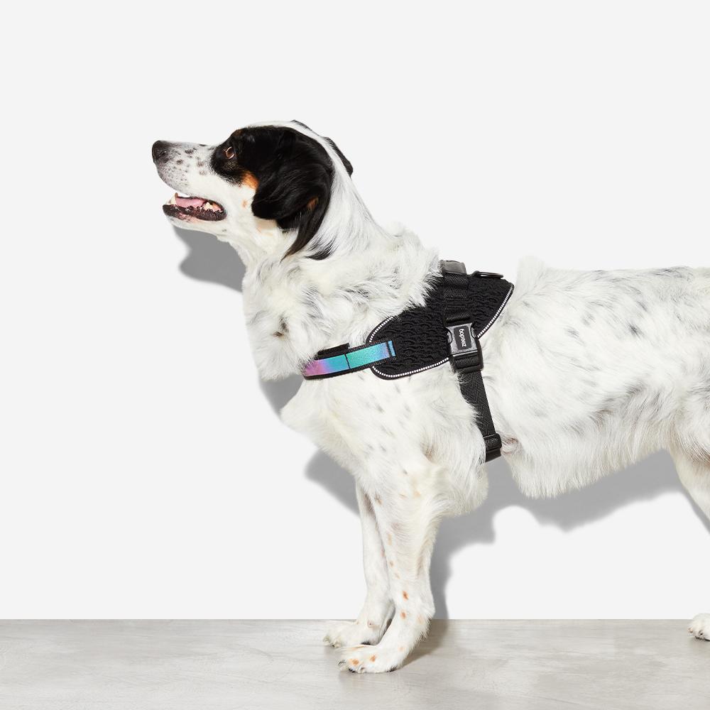 GOTHAM FLY HARNESS ゴッサム フライハーネス