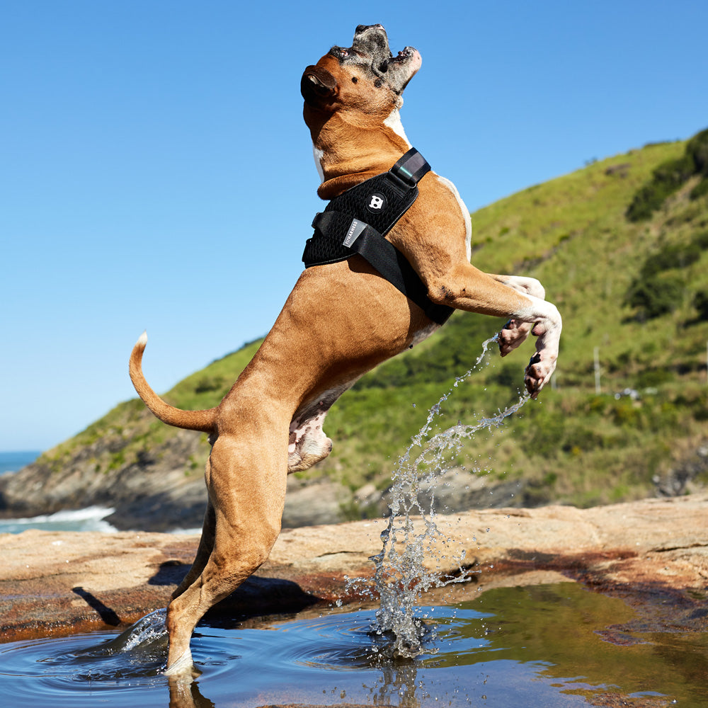 GOTHAM FLY HARNESS ゴッサム フライハーネス
