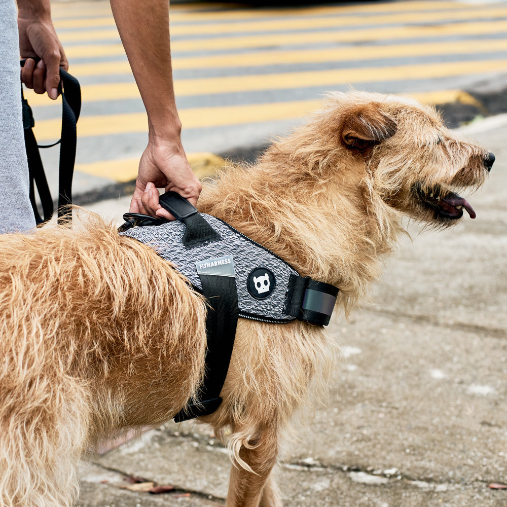 URBAN FLY HARNESS アーバン フライハーネス