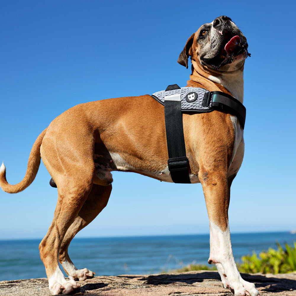URBAN FLY HARNESS アーバン フライハーネス