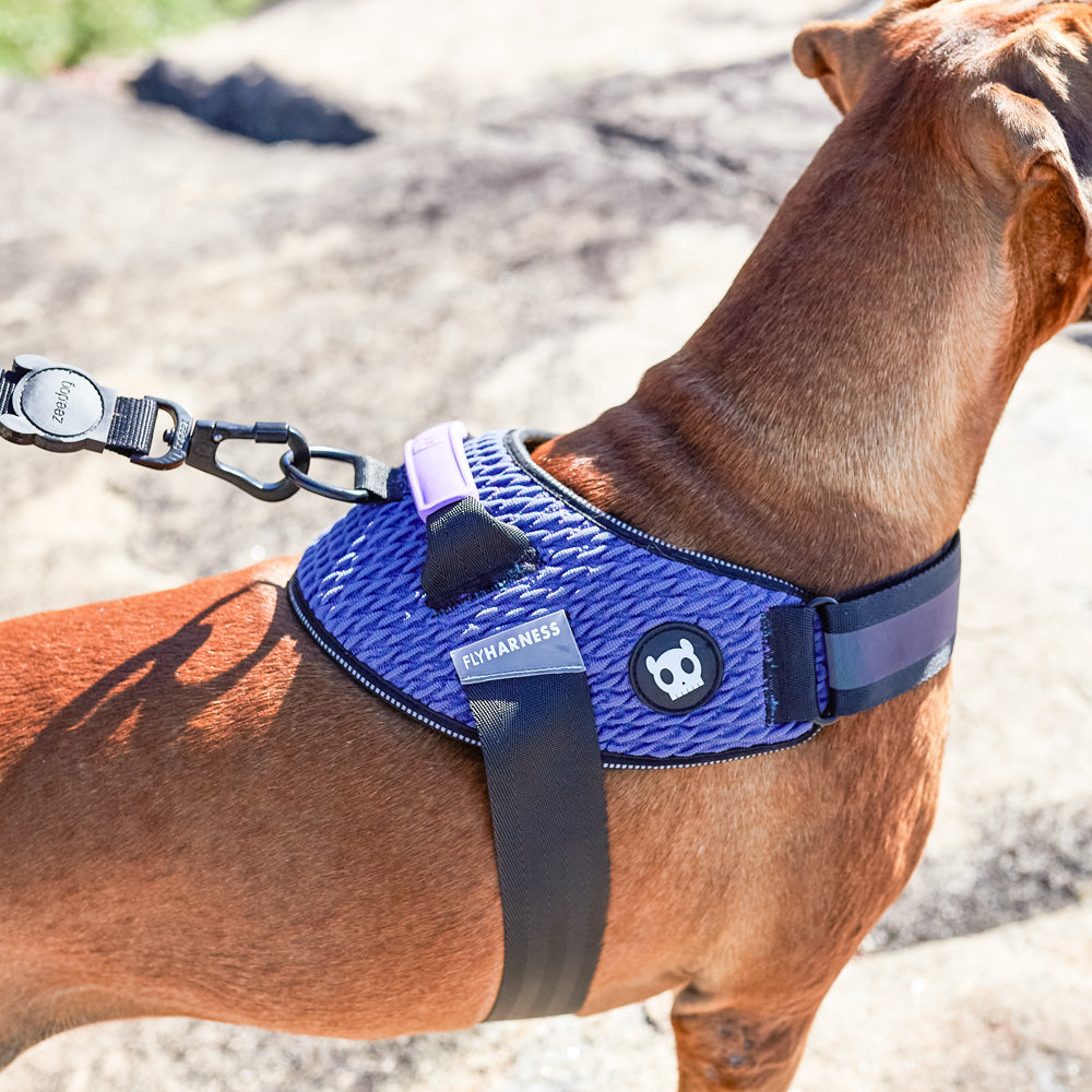 WICKED FLY HARNESS ウィキッド フライハーネス