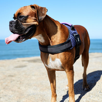 WICKED FLY HARNESS ウィキッド フライハーネス