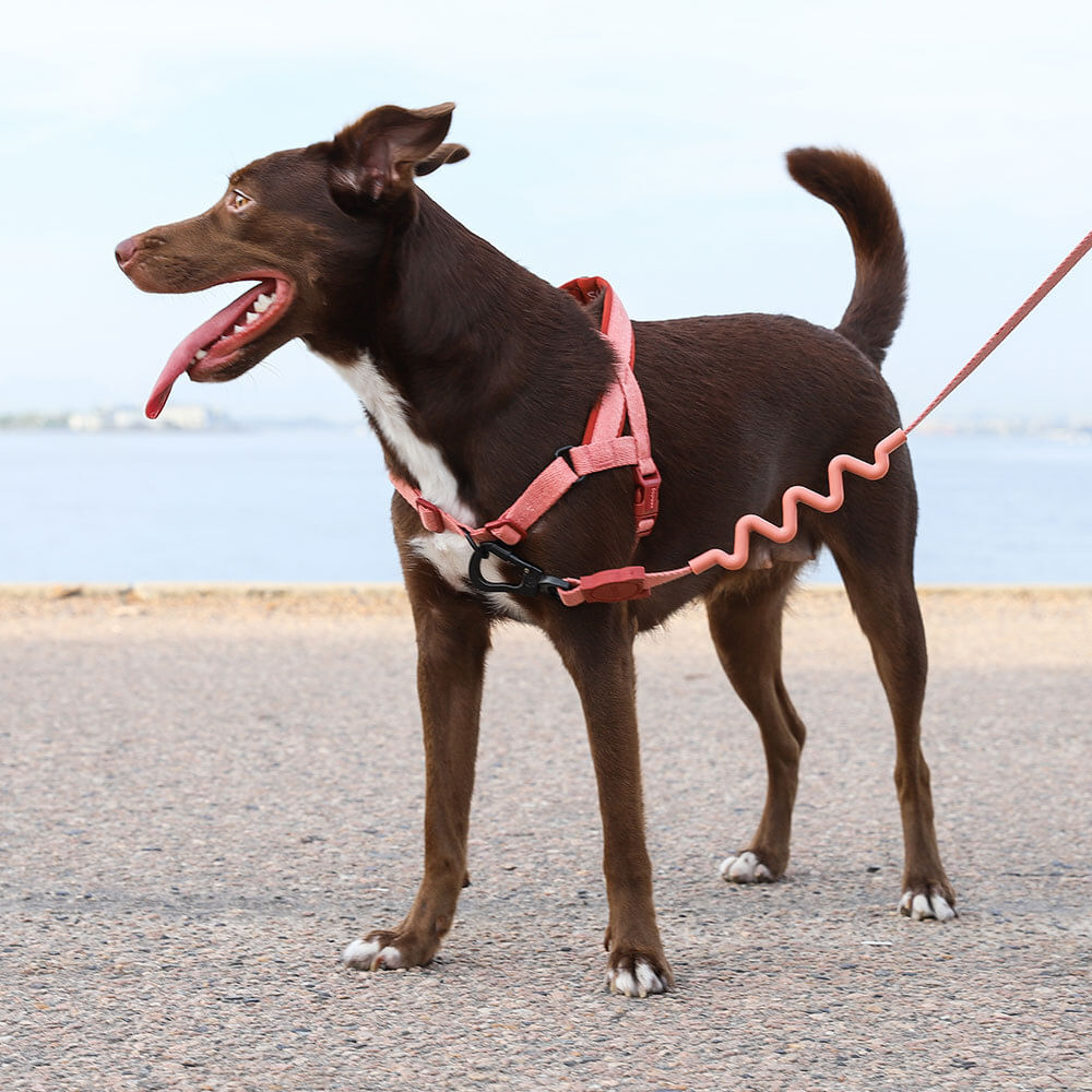 CANYON RUFF LEASH キャニオン ラフリード