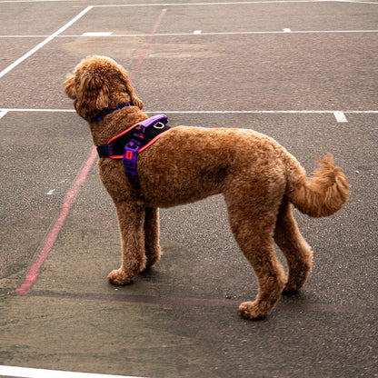 Reebok COURT FLY HARNESS リーボック コート フライハーネス