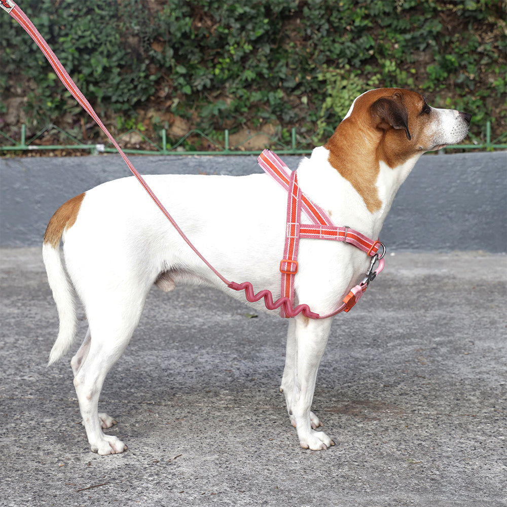 COURTNEY SOFTER WALK HARNESS コートニー ソフターウォークハーネス