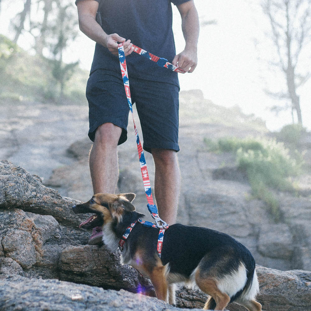 FUJI LEASH フジ リード