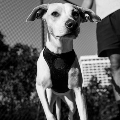 GOTHAM AIR MESH HARNESS ゴッサム メッシュハーネス