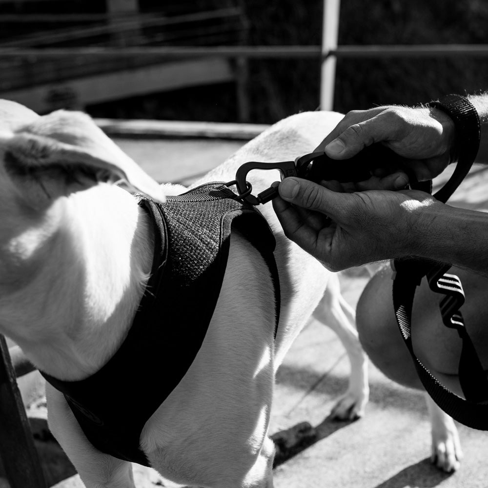 GOTHAM AIR MESH HARNESS ゴッサム メッシュハーネス