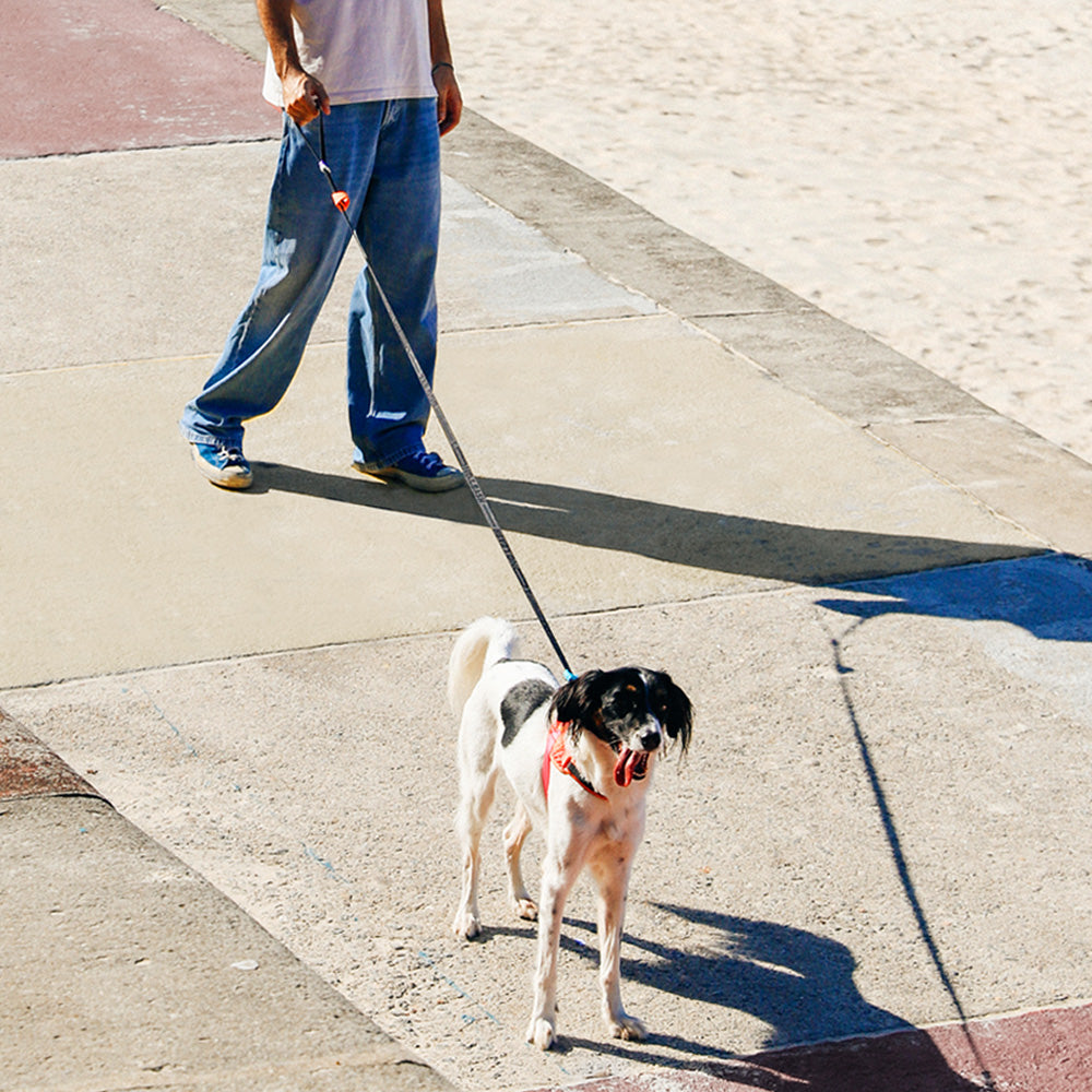 SEGUNDO LONG LEASH セグンド ロングリーシュ
