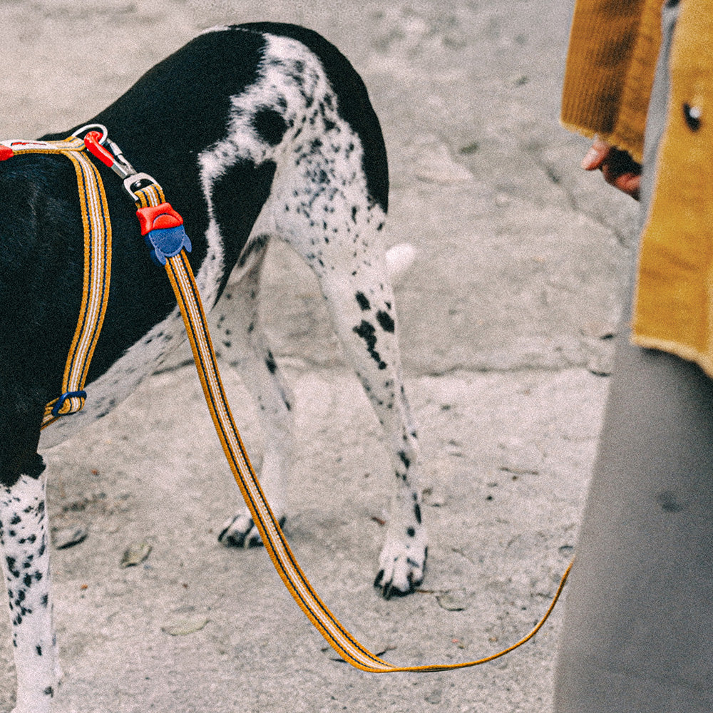 MISFIT LEASH ミスフィット リード