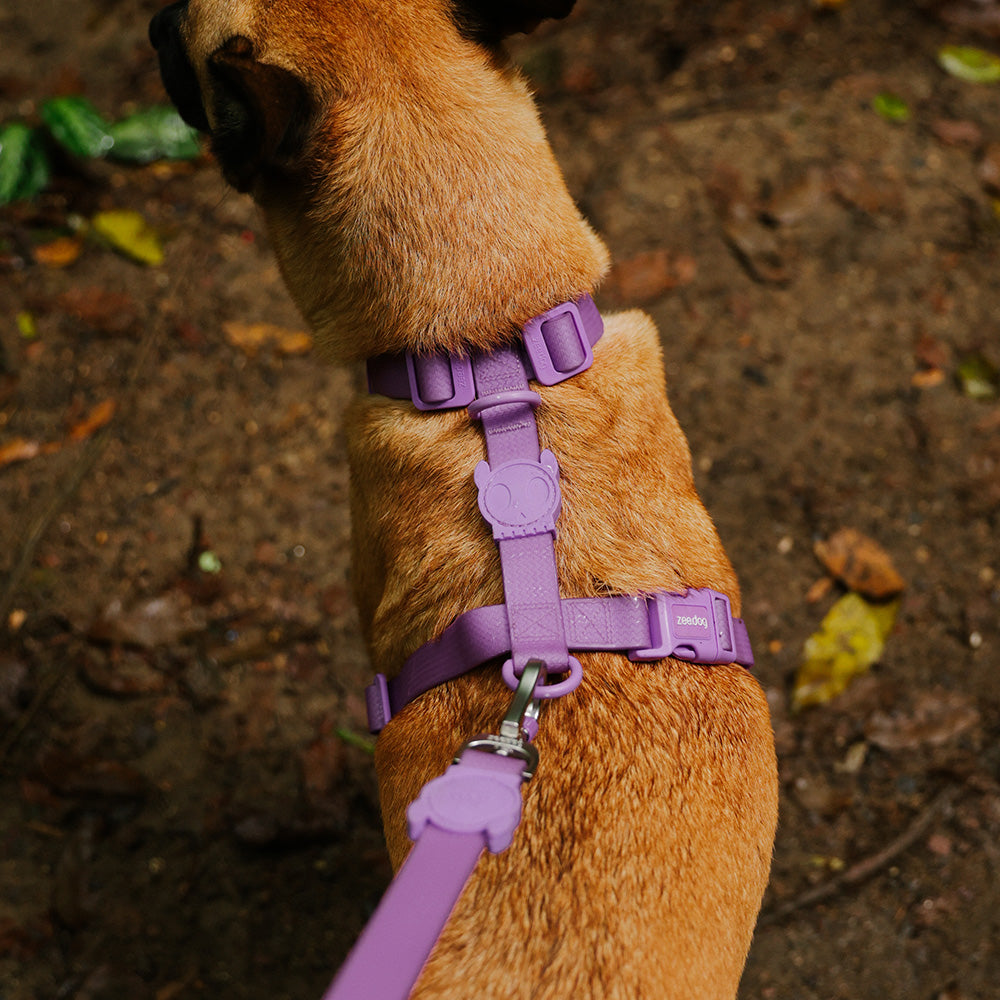 NEOPRO ULTRA VIOLET H-HARNESS ネオプロ ウルトラバイオレット Hハーネス