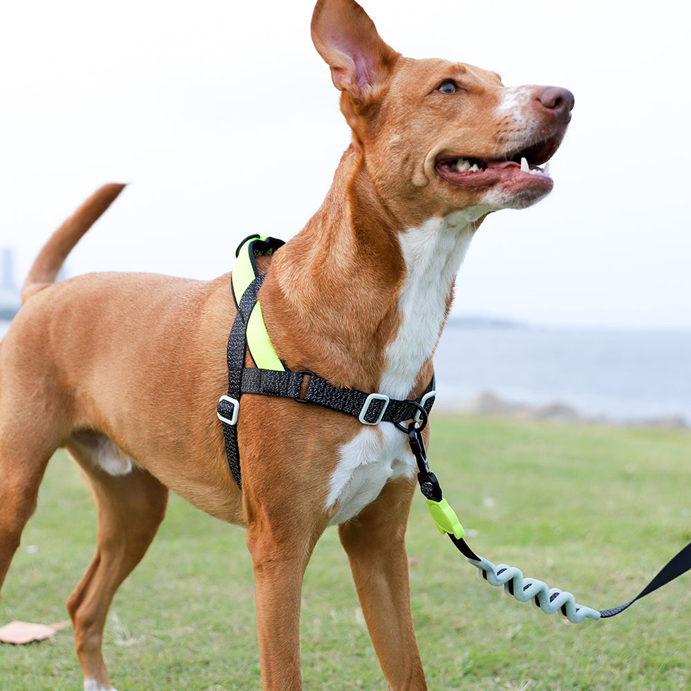 NOX SOFTER WALK HARNESS ノックス ソフターウォークハーネス