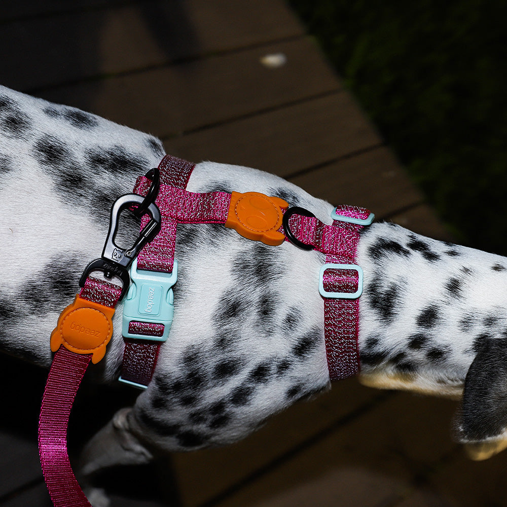 NOX SIDUS H-HARNESS ノックス シダス Hハーネス