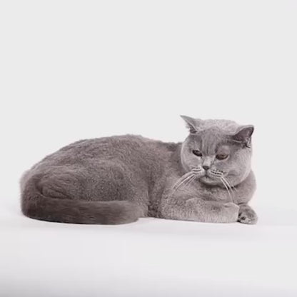 ZEE.CAT PHANTOM LEASH HARNESS SET ファントム リード・ハーネスセット