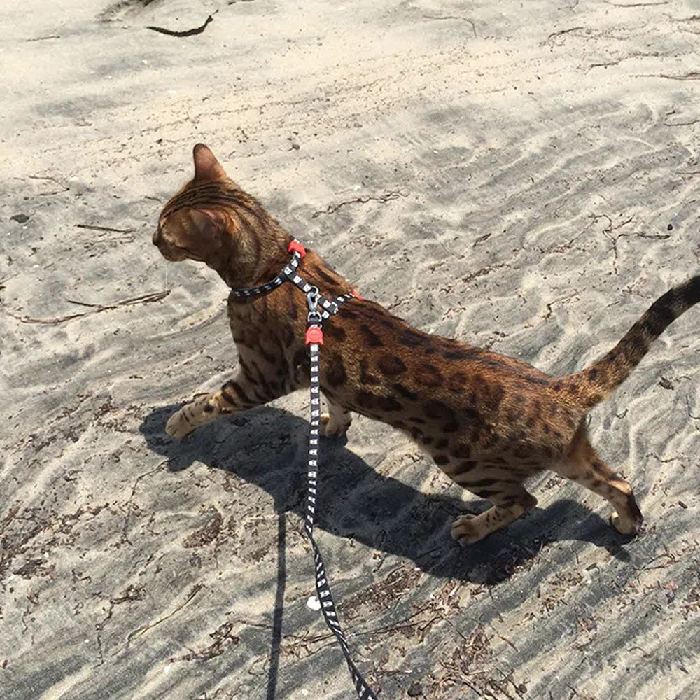 ZEE.CAT SKULL LEASH HARNESS SET スカル リード・ハーネスセット