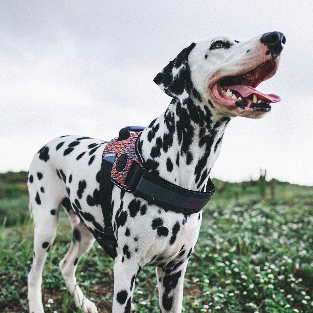 VORTEX FLY HARNESS ボーテックス フライハーネス