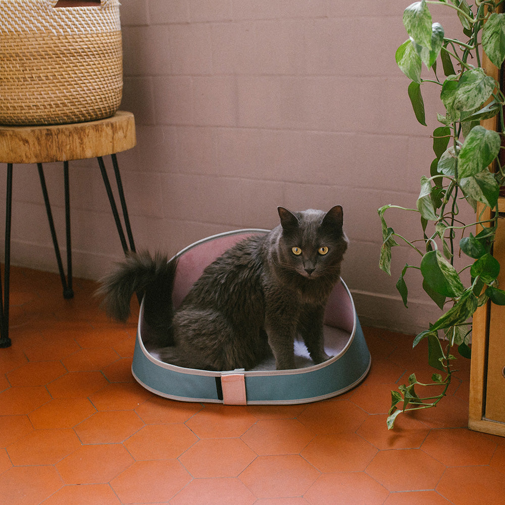 ZEE.CAT KOMBUCHA BED ジーキャット ベッド コンブチャ